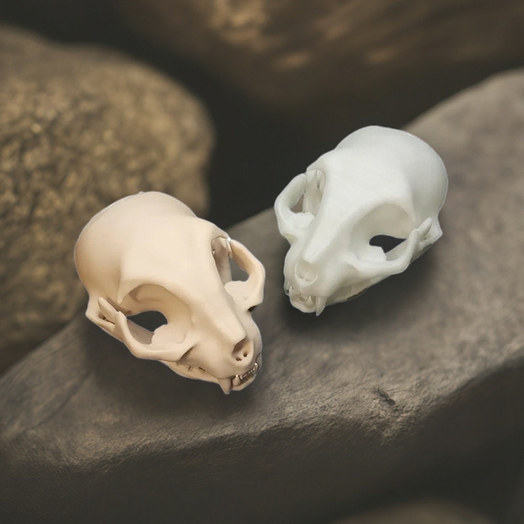 Realistic Cat Skull Model | Halloween 2025 Decor | Spooky Animal Anatomy Prop - BatCountryCraftsUSA