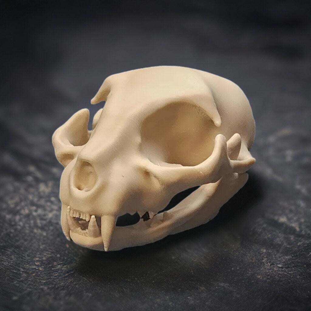 Realistic Cat Skull Model | Halloween 2025 Decor | Spooky Animal Anatomy Prop - BatCountryCraftsUSA