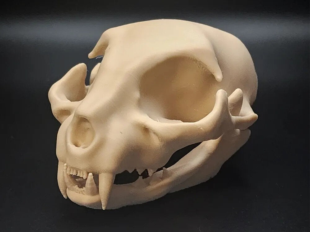 Realistic Cat Skull Model | Halloween 2025 Decor | Spooky Animal Anatomy Prop - BatCountryCraftsUSA