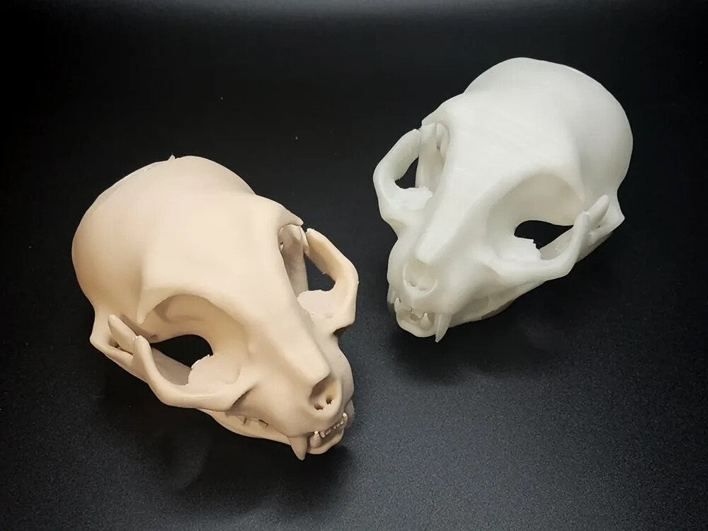 Realistic Cat Skull Model | Halloween 2025 Decor | Spooky Animal Anatomy Prop - BatCountryCraftsUSA