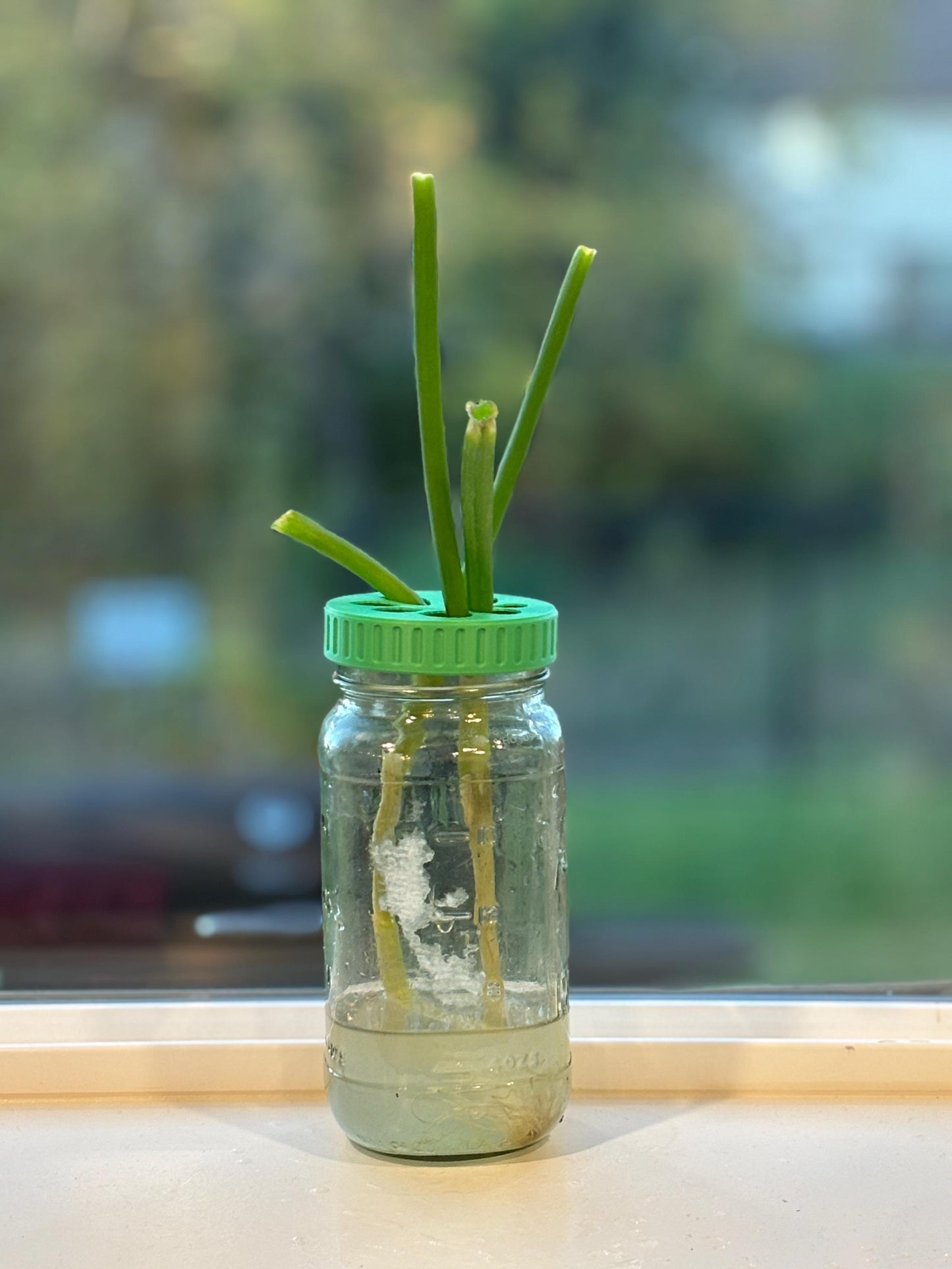 Plant Propagation Lid for Mason Jars | Hydroponic Plant Cuttings Station | Indoor Plant Accessories | Water Propagation | Custom Colors - BatCountryCraftsUSA