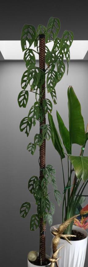 Modular Plant Support Moss Pole System | Expandable Climbing Plant Stake | Indoor Plant Trellis Kit | Monstera Support | Growth Guide - BatCountryCraftsUSA
