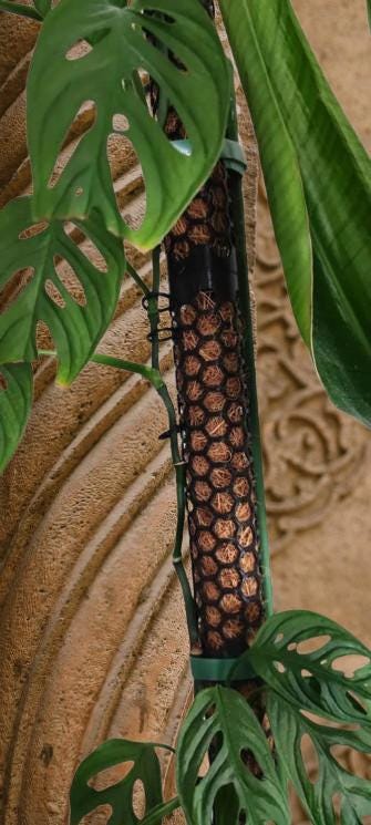 Modular Plant Support Moss Pole System | Expandable Climbing Plant Stake | Indoor Plant Trellis Kit | Monstera Support | Growth Guide - BatCountryCraftsUSA