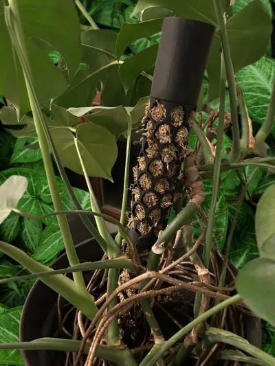 Stackable Moss Pole for Plants | Climbing Plant Support | Modular Garden Stake | Adjustable Height Trellis - BatCountryCraftsUSA