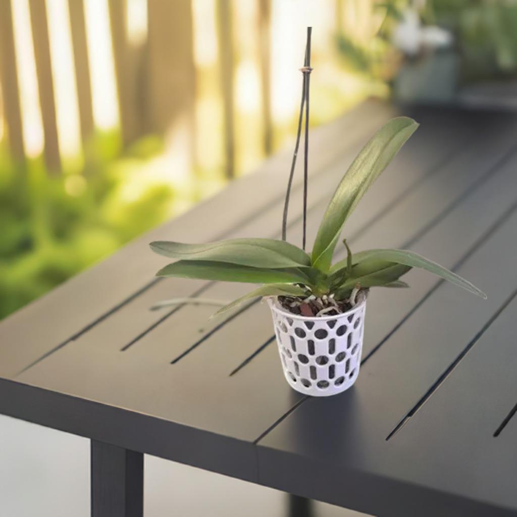 Decorative Orchid Pot Cover | Modern Plant Holder | Elegant Planter Sleeve | Ventilated Design | Indoor Garden Decor | Flower Display Stand - BatCountryCraftsUSA