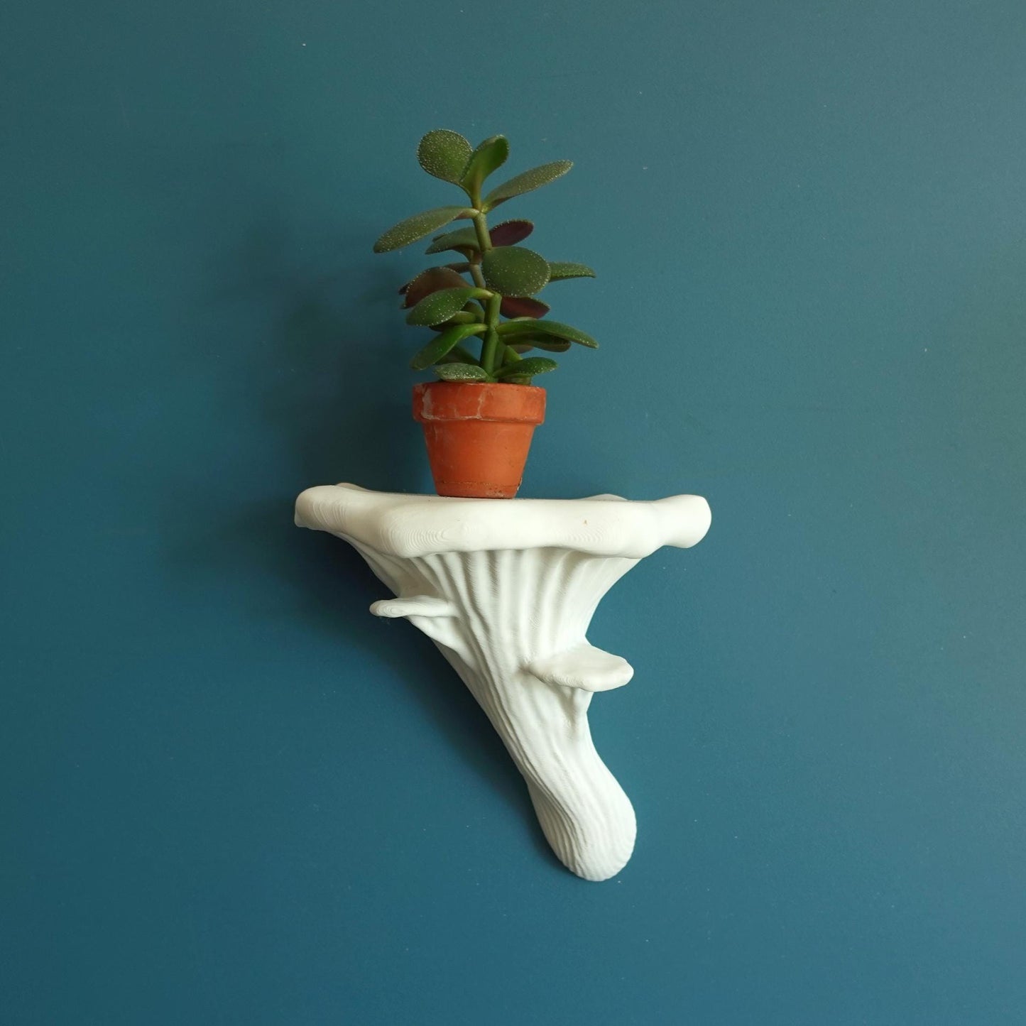 Oyster Mushroom Wall Shelf | Nature Display Stand in 3 Sizes | Woodland Plant Holder | Cottagecore Decor - BatCountryCraftsUSA