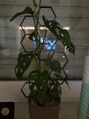 Hexagon Plant Support | Modern Plant Climbing Frame | Geometric Garden Trellis | Indoor Vine Guide | Houseplant Growth Trainer - BatCountryCraftsUSA