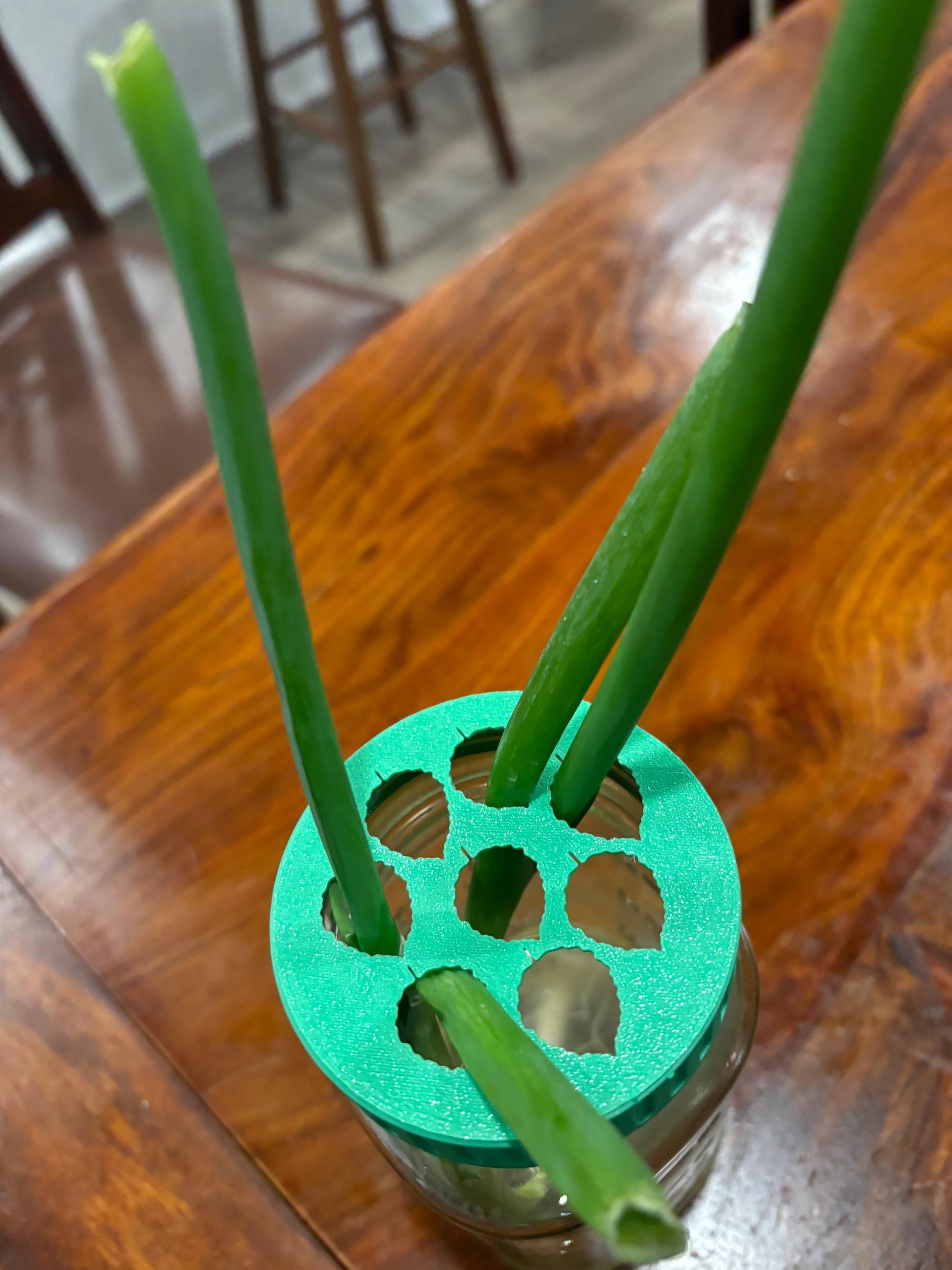 Plant Propagation Lid for Mason Jars | Hydroponic Plant Cuttings Station | Indoor Plant Accessories | Water Propagation | Custom Colors - BatCountryCraftsUSA