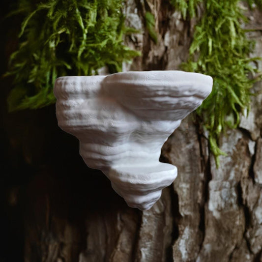 Fomes Fomentarius Mushroom Shelf | Tinder Fungus Floating Display | Cottagecore Bracket Fungi Wall Decor | Naturalist Home Organization - BatCountryCraftsUSA