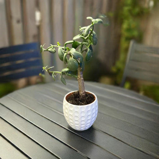 Retro Golf Ball Planter | Modern Plant Pot | Decorative Succulent Holder | Home Decor | Sports Design - BatCountryCraftsUSA