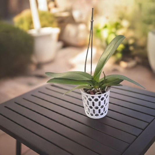 Decorative Orchid Pot Cover | Modern Plant Holder | Elegant Planter Sleeve | Ventilated Design | Indoor Garden Decor | Flower Display Stand - BatCountryCraftsUSA
