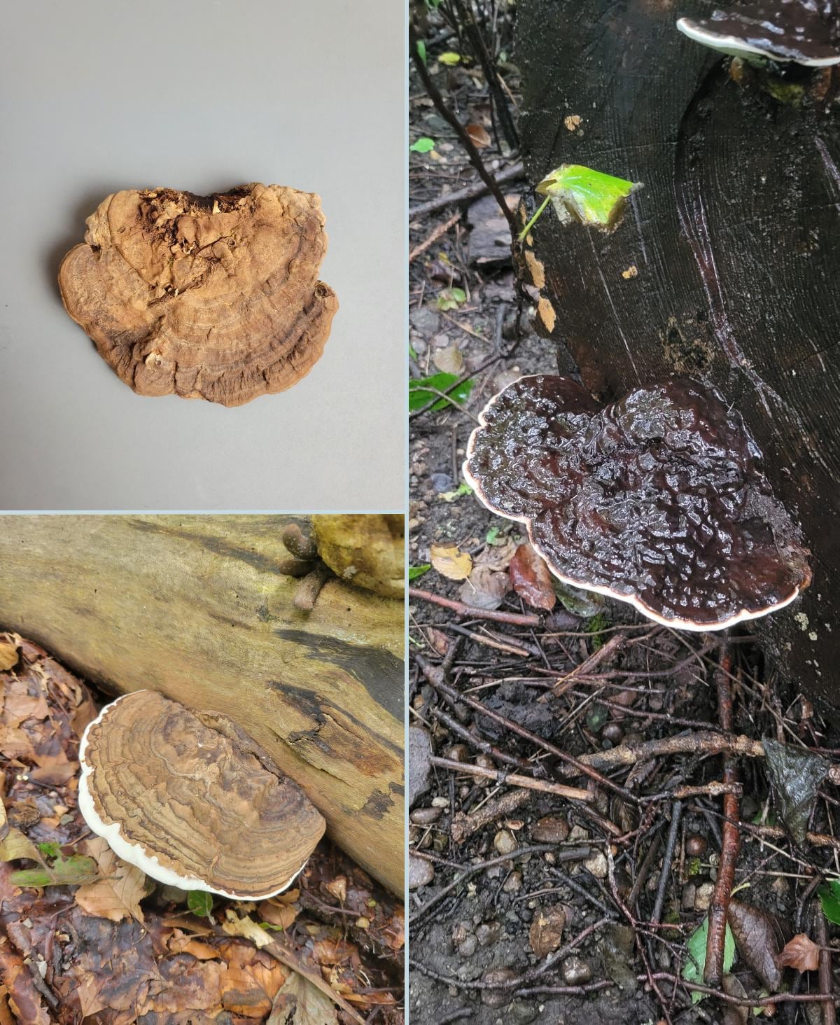 Ganoderma Applanatum Mushroom Wall Shelf | Realistic Shelf Fungus Floating Shelf | Botanical Woodland Wall Decor | Nature Inspired Plant - BatCountryCraftsUSA