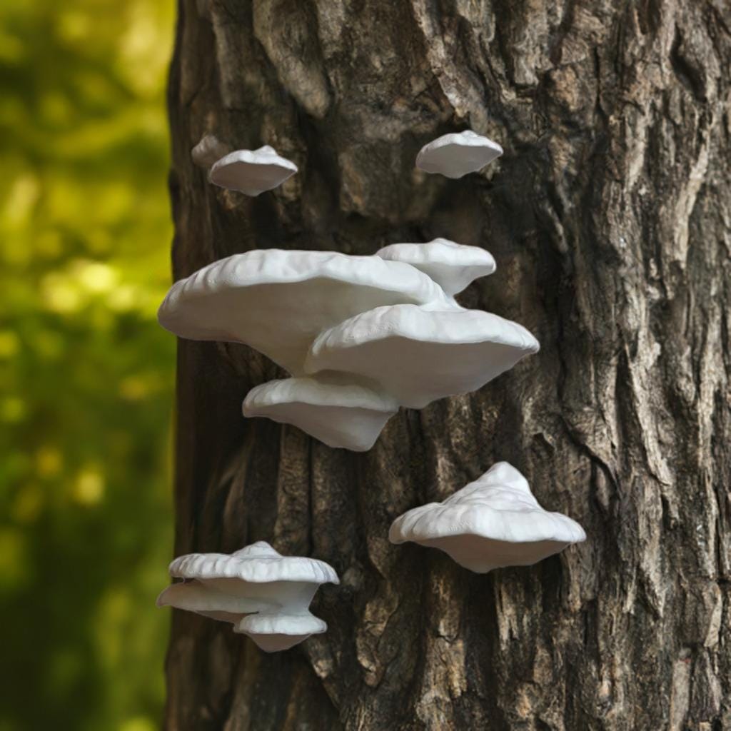 Mushroom Shelf "Formitopsis Pinicula" | 3D Printed Fungi Wall Decor | Cottagecore Floating Shelf | Plant Display | Mushroom Home Decor | - BatCountryCraftsUSA