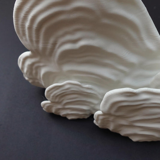 Jumbo Mushroom Floating Shelf | Large Stereum Ostrea Wall Shelf | Cottagecore Statement Piece | XL Fungi Display | Nature Home Decor | - BatCountryCraftsUSA