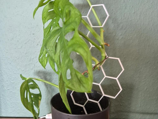 Hexagon Plant Support | Modern Plant Climbing Frame | Geometric Garden Trellis | Indoor Vine Guide | Houseplant Growth Trainer - BatCountryCraftsUSA